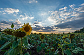 Sunflower field, sunset, Havelland, Brandenburg, Germany