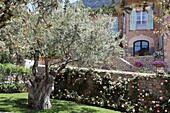 Hotelanlage mit schönem Rosengarten und Olivenbäumen in Deia, Serra de Tramuntana, Mallorca, Balearen, Spanien