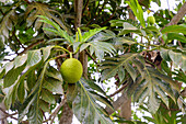 Brotfruchtbaum mit Brotfrüchten und männlichen Blütenständen auf der Insel Príncipe in Westafrika, Sao Tomé e Príncipe
