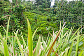 Napier grass, Pennisetum purpureum, on the island of Príncipe in West Africa