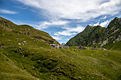 The green mountain pasture in the summer season of Colle Baranca in Valsesia, Piedmont, Italy.