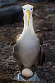 Ecuador, Galapagos Islands, Espanola Island. Waved albatross over egg.