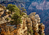 USA, Arizona, Grand Canyon National Park, Felsen und Bäume am Grandview Point