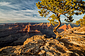 USA, Arizona, Grand Canyon National Park, Pinyon-Kiefer wächst am Hopi Point an den Klippen