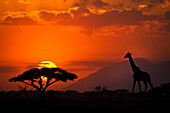Kenia, Amboseli-Nationalpark. Abstrakter Sonnenuntergang mit Silhouetten von Giraffen- und Akazienbäumen.