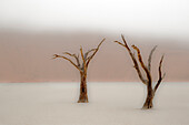 Afrika, Namibia, Namib-Wüste, Namib-Naukluft-Nationalpark, Sossusvlei, Dead Vlei. Uralte Kameldornbäume (Vachellia erioloba) im Nebel im Dead Vlei.