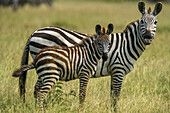 Africa, Tanzania, zebra