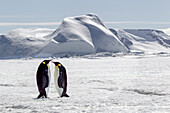 Antarctica, Snow Hill. Two emperor penguins stand together in the icy landscape.