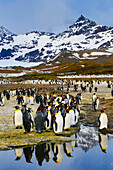 South Georgia Island, St. Andrew's Bay, King Penguins