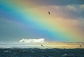 Insel Südgeorgien. Regenbogen und Seevögel über Eisberg bei Gold Harbour.