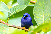 Caribbean, Trinidad, Asa Wright Nature Center. Male purple honeycreeper on limb
