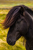 Europe, Faroe Islands. Portrait view of a horse on the island of Streymoy.