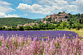 Lavender bloom near Sault in the south of France