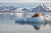 Norway, Svalbard. Bearded seal resting on ice