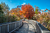 Wooden boardwalk in the autumn