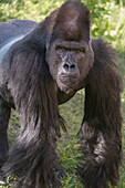 Portrait of Critically Endangered Western Lowland Gorilla