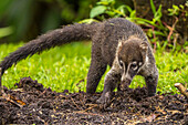 Costa Rica, Arenal. Coatimundi-Nahaufnahme