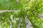 USA, Alaska. Paper birch trees