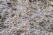 USA, Alaska. Frost-covered tree limbs.