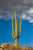 USA, Arizona, Catalina State Park, saguaro cactus, Carnegiea gigantea. The giant saguaro cactus punctuates the rocky desert landscape.
