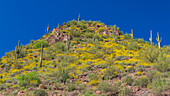 USA, Arizona. View of saguaro cactus on a hillside below Theodore Roosevelt Dam on the Salt River.