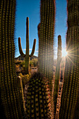 Ein Saguaro-Kaktus schafft ein Fenster zur Wüste im Organ Pipe Cactus National Monument an der Grenze zwischen Arizona und Mexiko