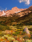 USA, Kalifornien. Wildblumen und Landschaft der Sierra Mountains