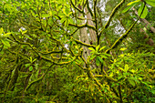 USA, California, Jedediah Smith Redwoods State Park. Moss-covered branches and redwoods.
