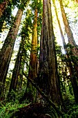 The tallest trees in the world in Redwood National Park in California