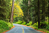 Prairie Creek area, Redwoods State Park, Coastal Redwoods, Northern California Coast, USA