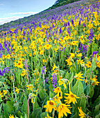USA, Colorado, Crested Butte. Wildblumen, die den Hang bedecken