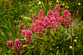 USA, Colorado, San Juan Mountains. Rosy paintbrush flowers in Yankee Boy Basin