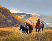 Pferde grasen im Herbst in den Rocky Mountains in der Nähe von Crested Butte