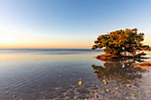 Mangroven im ersten Licht am Anne's Beach in Islamorada, Florida, USA