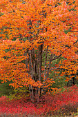 USA, Maine. Herbstbaum mit roten Heidelbeersträuchern im Acadia National Park.