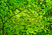 Muster aus grünen Ahornblättern, Columbia River Gorge National Scenic Area, Oregon