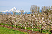 Hood River, Oregon, USA. Apple orchard in bloom with snow-covered Mount Hood in the background.