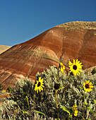 Sonnenblumen, Painted Hills, John Day Fossil Beds National Monument, Mitchell, Oregon, USA