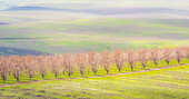 USA, Oregon, The Dalles, Orchard just south of The Dalles cherry trees.