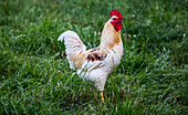 Lancaster County, Pennsylvania. Red Rooster, white with tan neck and speckled brown feathers poses on the green grass