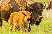 USA, South Dakota, Custer State Park. Bison-Elternteil und Kalb auf der Wiese