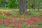 USA, Texas, DeWitt County. Field of flowers around oak tree.