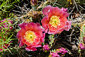 Cactus flowers, Capitol Reef National Park, Utah, USA.