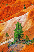Colorful Bryce Point, Bryce Canyon National Park, Utah.