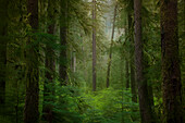 USA, Washington State, Olympic National Park. Western hemlock trees in rainforest