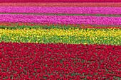 USA, Washington State, Skagit Valley. Row patterns of tulips