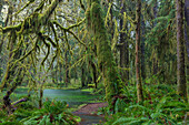 Mossy lush forest along the Maple Glade Trail in the Quinault Rainforest in Olympic National Park, Washington State, USA