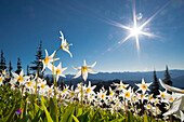 USA, Washington State. Avalanche Lilies (Erythronium montanum) backlit against a starburst sky at Olympic National Park.