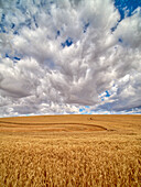 USA, Staat Washington, Palouse. Große Wolken über Weizenfeldern bei der Ernte
