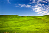 Green Wheat Grass Fields Blue Skies Palouse, Washington State